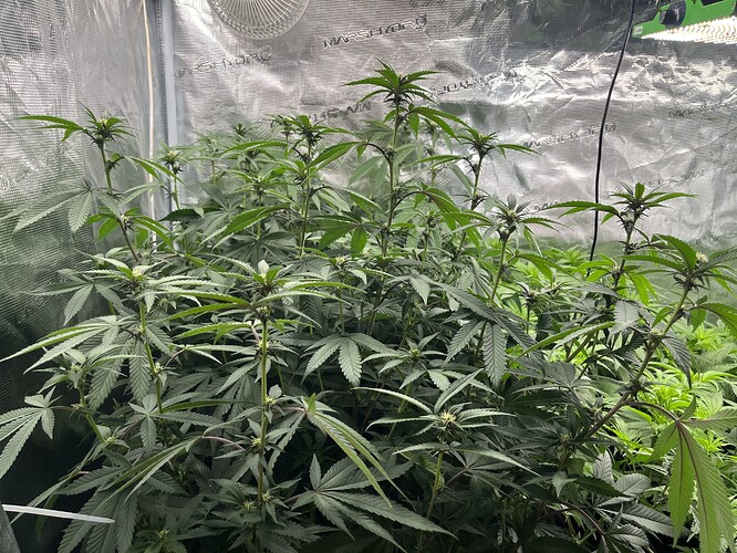 Growreport Bild 2
