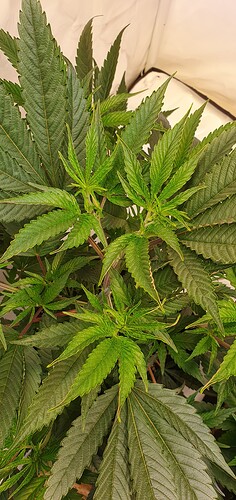 Growreport Bild 6