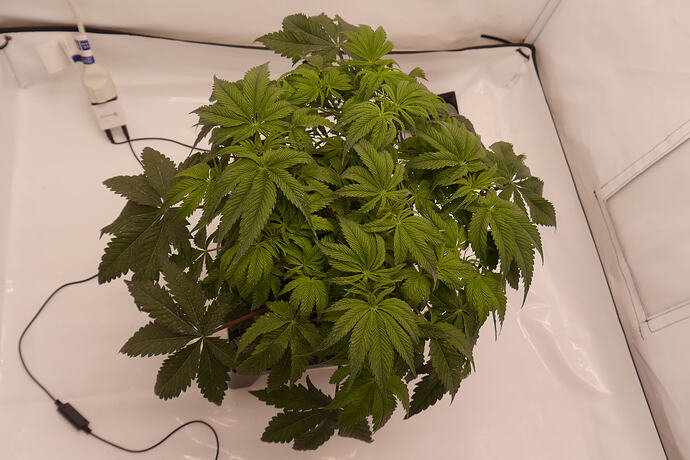 Growreport Bild 3