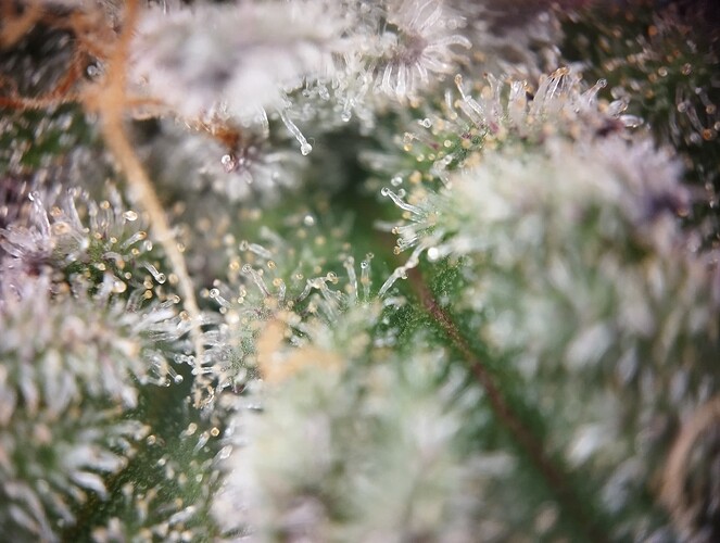 IMG_20250306_204024 - Kopie