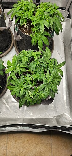 Growreport Bild 7