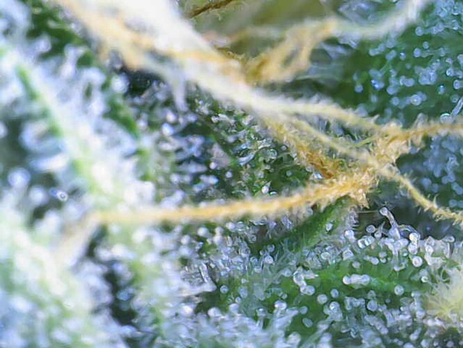 Growreport Bild 27