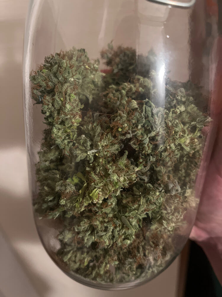 Zweiter Indoor Grow | Tangie RQS🥦