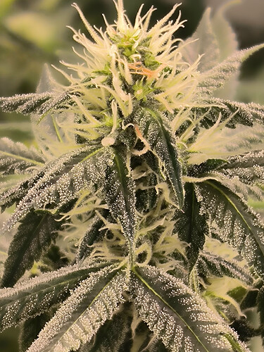 Growreport Bild 6