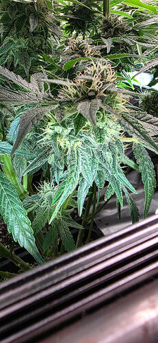 Growreport Bild 17