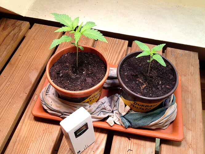 Zwei junge Cannabispflanzen in Töpfen auf einem Tablett, beschriftet mit Mexican Sativa und Durban Poison, daneben ein Funksensor.