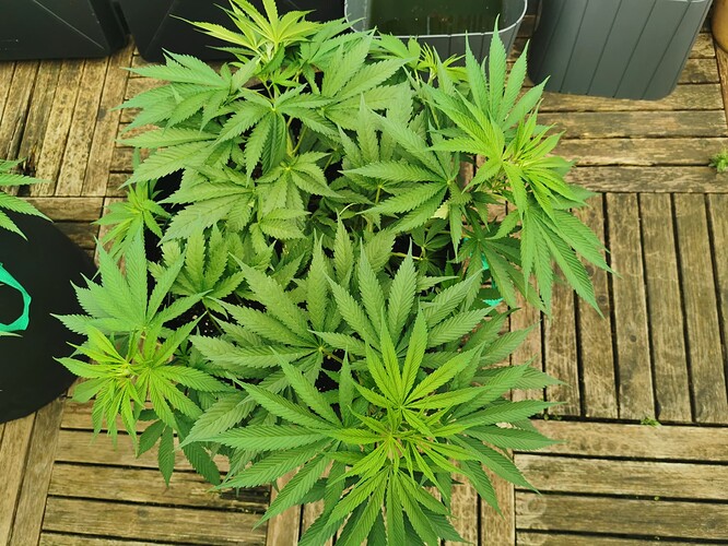 Growreport Bild 3