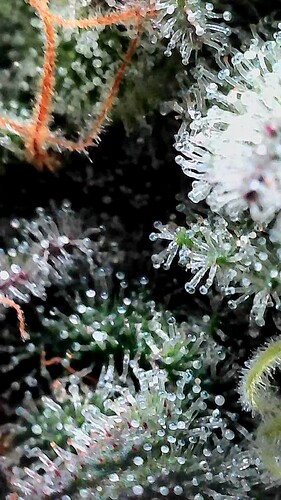 Growreport Bild 13