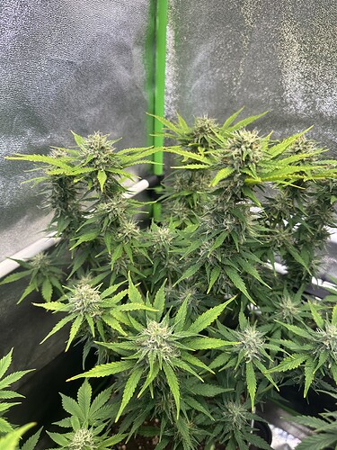 Growreport Bild 8
