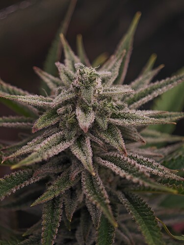 Growreport Bild 6