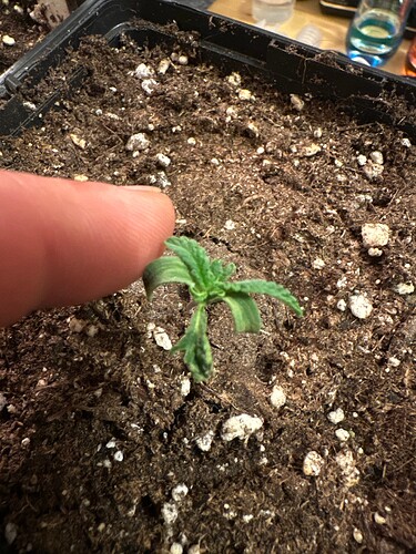 Growreport Bild 1