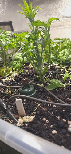 Growreport Bild 9