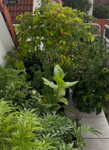 Growreport Bild 60