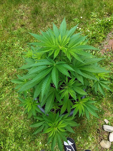 IMG_20240604_113221780