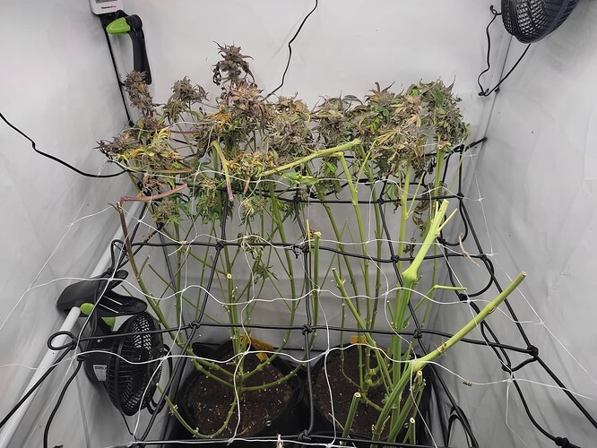 IMG_20240625_121738(1)