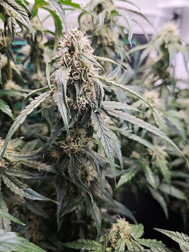 MVIMG_20251107_163749