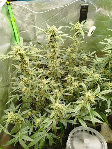 Mehrere blühende Cannabispflanzen in einem Zelt, mit einem Ventilator und einem Thermometer im Hintergrund.