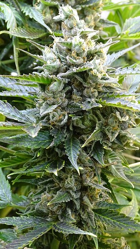 Growreport Bild 28