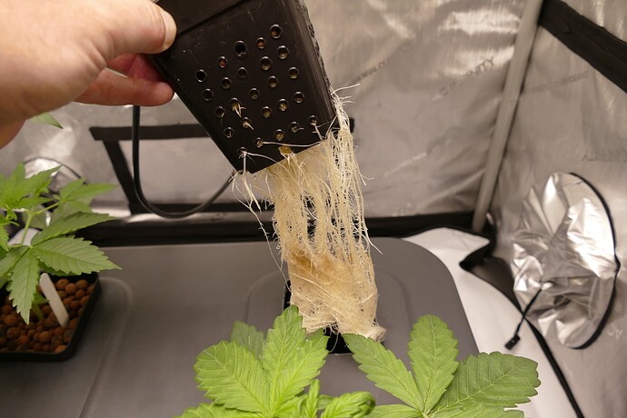Growreport Bild 3