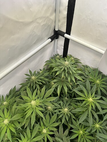 Growreport Bild 4