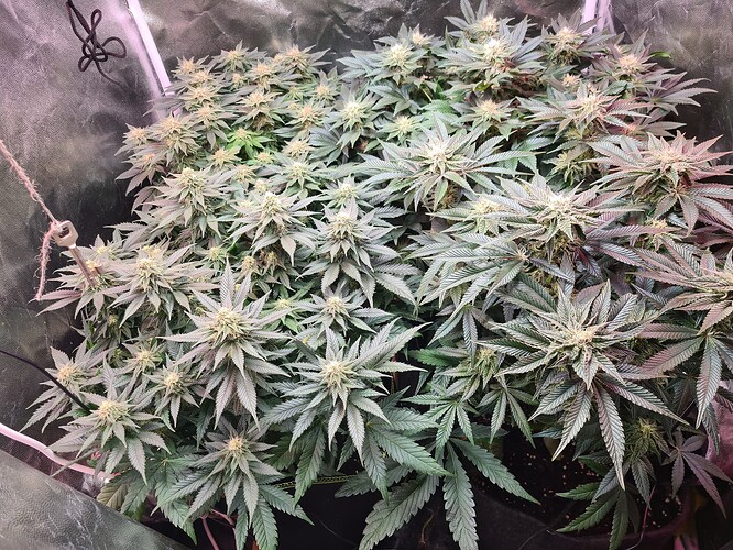 Growreport Bild 5