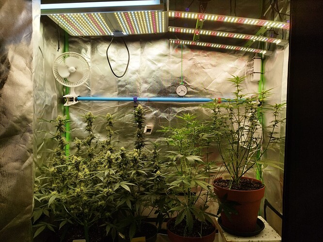Drei Cannabispflanzen in einer Growbox, die sich in der Blütephase befinden. Links stehen zwei dichtere Pflanzen mit vielen Blütenansätzen, rechts eine schlankere Pflanze. Mehrere LED-Wachstumslampen sind über den Pflanzen montiert, ebenso ein Ventilator und ein Hygrometer.