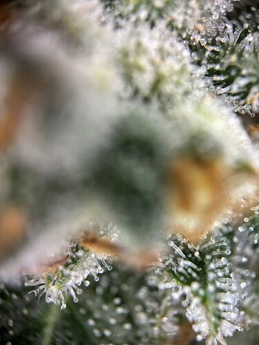 Growreport Bild 104