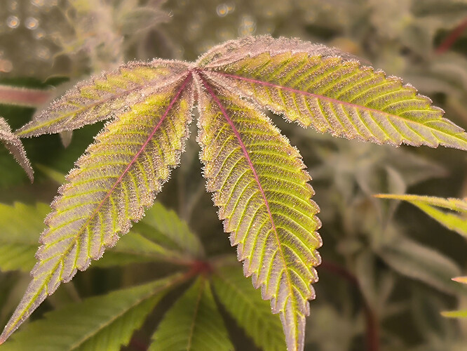 Growreport Bild 5