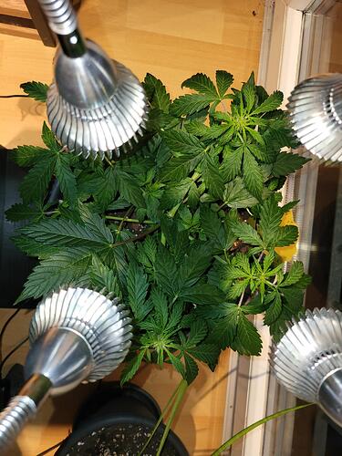 Growreport Bild 4