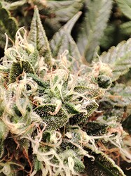 IMG_20250613_184000