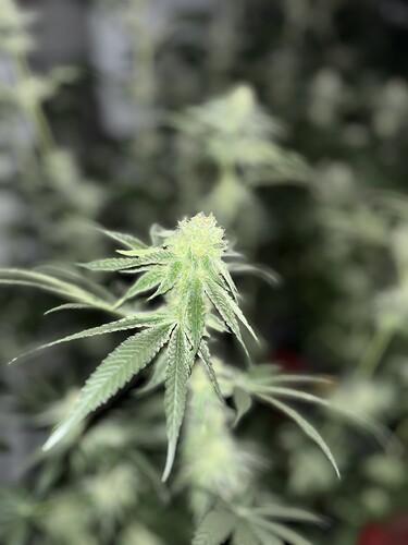Growreport Bild 15