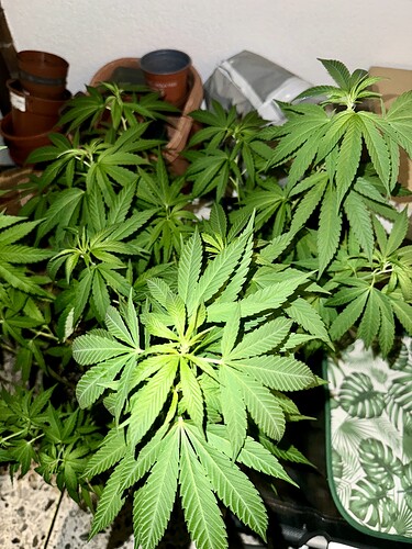 Growreport Bild 5