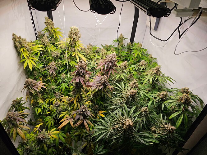 Growreport Bild 5