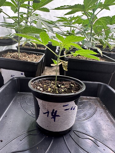 Growreport Bild 3
