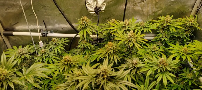 Growreport Bild 46