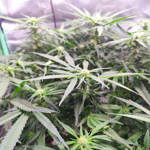 Growreport Bild 1