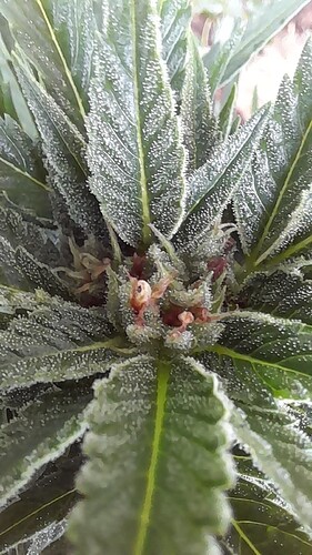 Growreport Bild 34