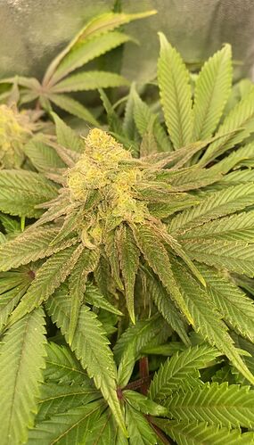 WhatsApp Image 2024-12-19 at 10.41.41