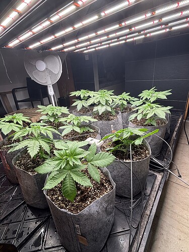 Growreport Bild 2