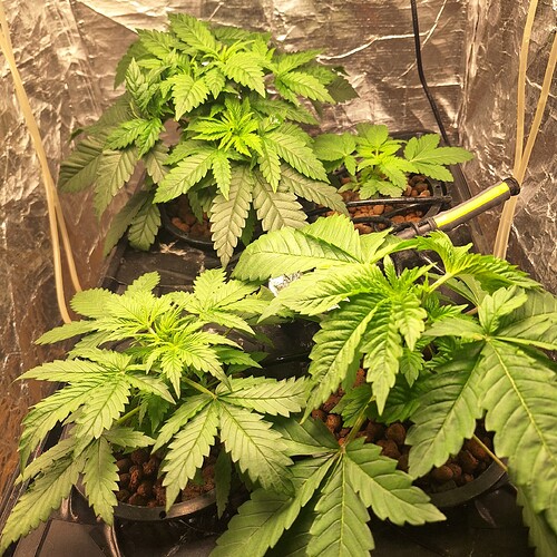 Drei junge Cannabispflanzen in einem Zelt, die Blätter sind hellgrün und zeigen Anzeichen von Mangelerscheinungen.