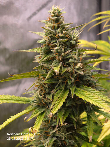 Nahaufnahme eines Cannabis-Buds der Sorte Northern Light F1 Auto in der Blütephase.