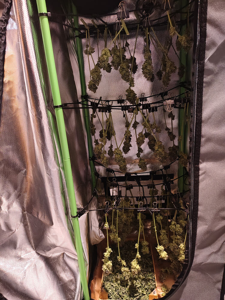 Bunte Buds auf Eis im Atelier des grünen Garten 🌈🥦🎨🖌️