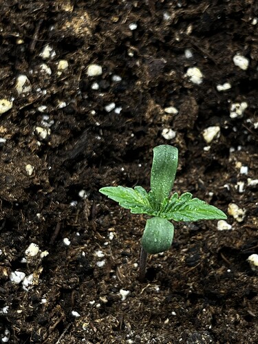 Growreport Bild 6