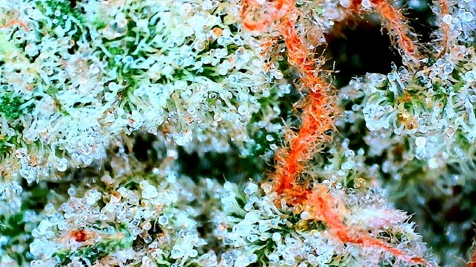 Growreport Bild 13