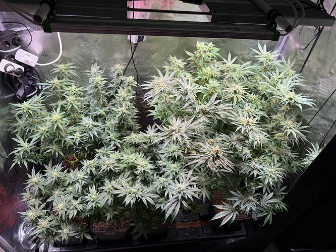 Growreport Bild 61