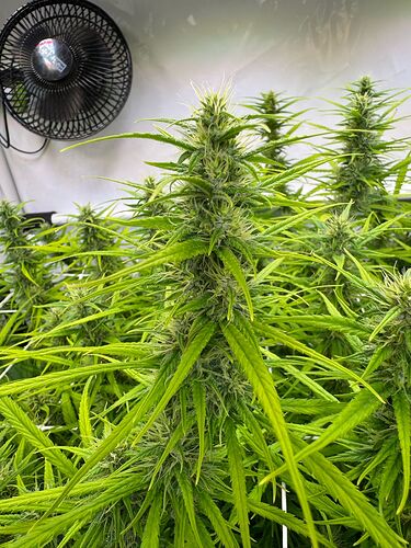 Growreport Bild 6