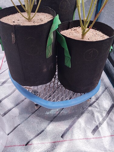 IMG_20240809_140931 - Kopie