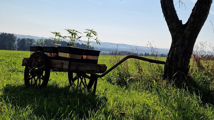 Growreport Bild 3