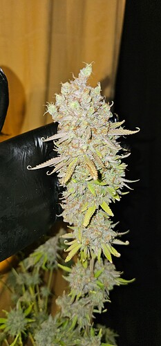 Growreport Bild 54