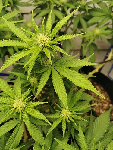 Growreport Bild 11